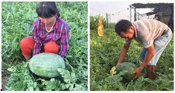 漯河最新吃瓜视频,揭秘当地热门事件背后的真相