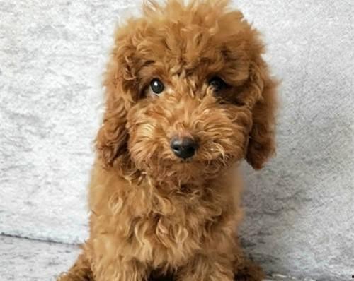 小泰迪吃哈密瓜卡到,紧急救治引关注