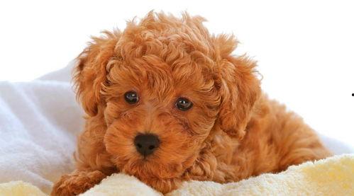 小泰迪吃哈密瓜卡到,紧急救治引关注