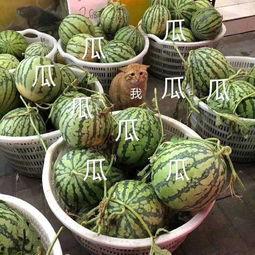 泰娱吃瓜小组,揭秘娱乐圈那些不为人知的幕后故事