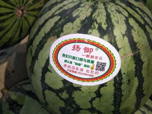 故事瓜瓜吃瓜主题,瓜瓜的甜蜜瓜果之旅