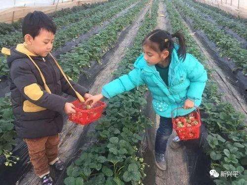 兴平女子吃瓜视频,揭秘网络舆论背后的真相