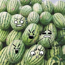 吃瓜群众福利分,吃瓜群众福利大放送