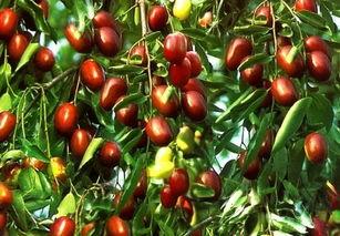 动物吃瓜吃枣,动物们的甜蜜食趣