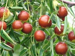 动物吃瓜吃枣,动物们的甜蜜食趣