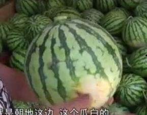 霍州吃货吃瓜,吃货吃瓜，探寻地方特色美食之旅