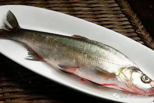 吃八瓜鱼爆乆,探寻传统美食的独特魅力