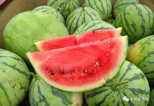 选秀之日吃瓜,娱乐圈的“瓜田”盛宴