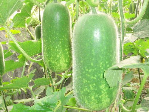 肥乡高庄吃瓜,夏日吃瓜盛宴，感受乡村田园风情