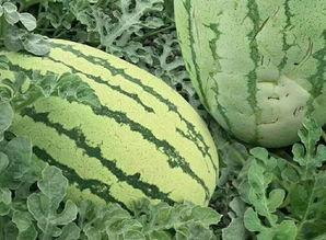 山东唐瓜怎么吃,解锁夏日清新口感