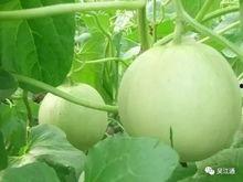 梦见偷甜瓜吃瓜