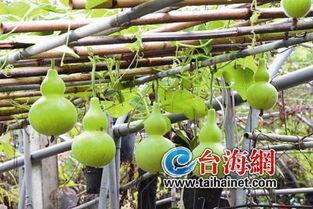 遂宁人吃葫芦瓜吗,遂宁人葫芦瓜饮食习惯探秘