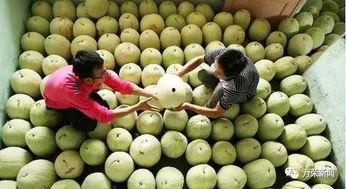 三白瓜的怎么吃,解锁美味新体验