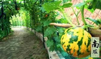 有趣的吃瓜内容,揭秘娱乐圈那些鲜为人知的幕后趣事