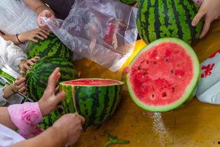 英国吃瓜的视频,揭秘英式生活趣味瞬间