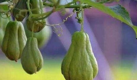 佛手瓜直接吃,天然美味，直接食用的健康之选