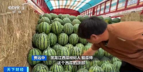 正能量吃瓜中心,正能量吃瓜中心带你领略欢乐时光