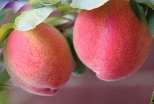 桃子和棉瓜能一起吃吗,桃子与棉瓜同食的注意事项及搭配建议