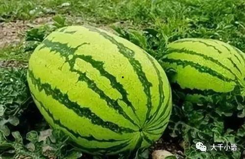 51今日吃瓜热门大瓜入口