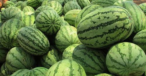 梦到好多瓜熟了吃,一场奇幻的瓜果盛宴