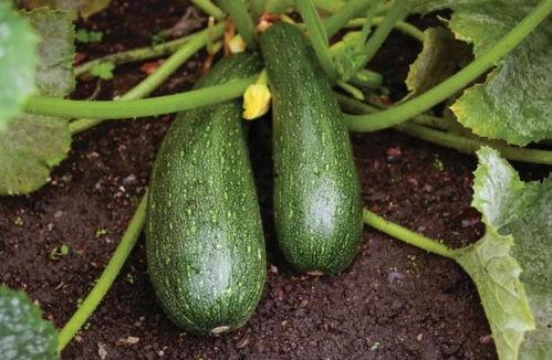 秋瓜可以吃半熟吗怎么吃,美味与健康两不误