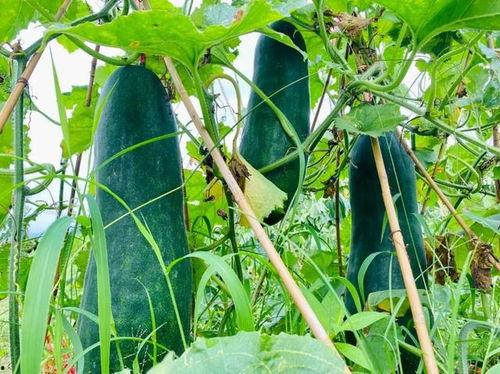 劲爆吃瓜开头,揭秘娱乐圈背后的惊人真相