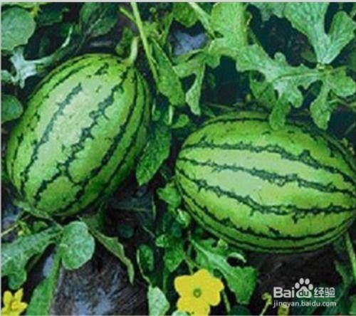 现代人吃瓜,揭秘网络时代的“瓜田”盛景