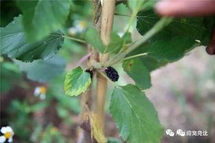 小桑吃瓜,揭秘瓜界那些事儿